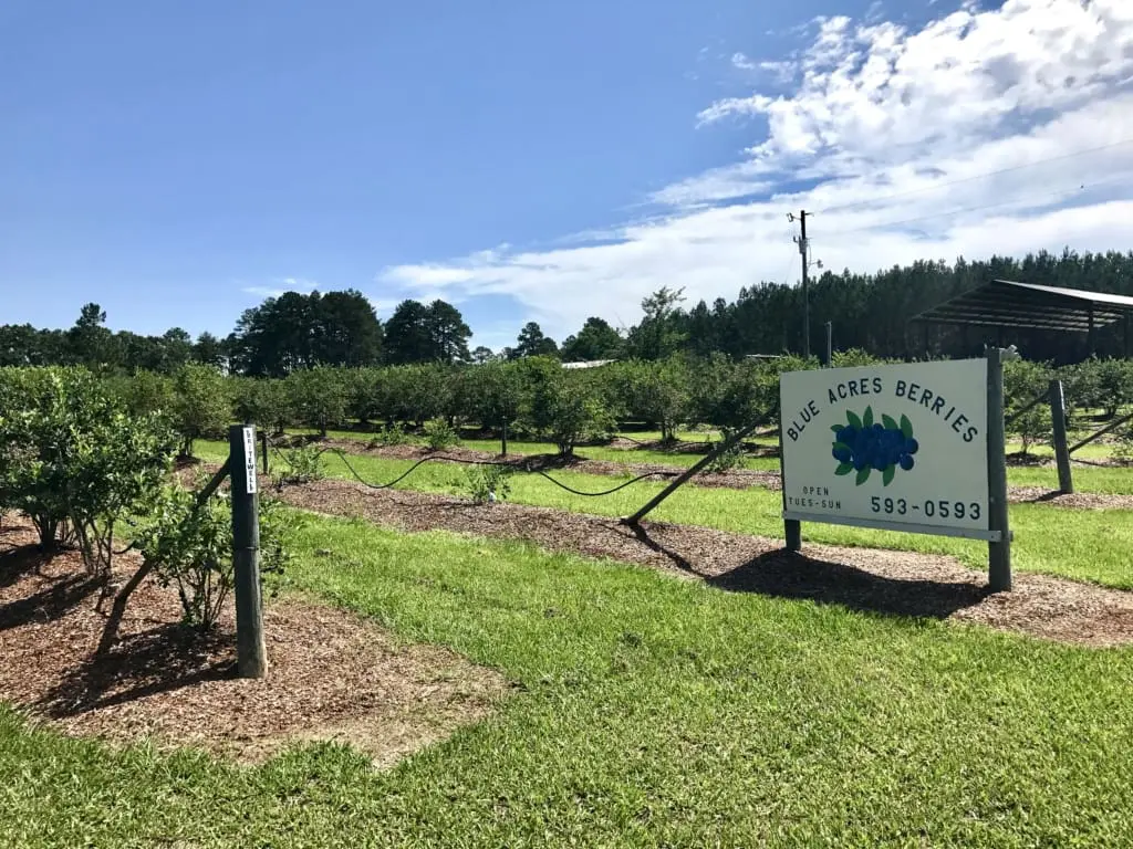 Blue Berries farm. U-Pick