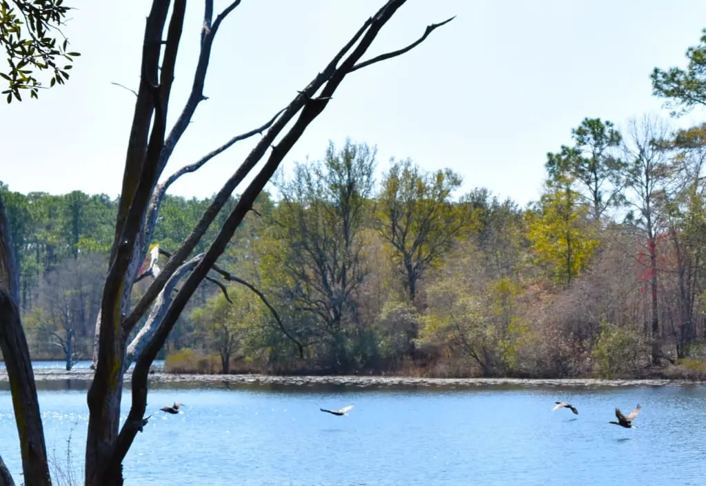 Birds flying over a lake at the Apalachee Wildlife Management Area