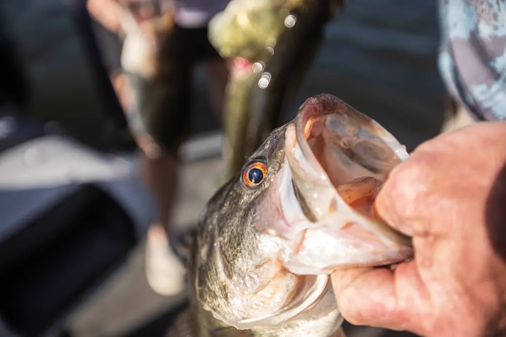 Bass caught from Lake Seminole in Sneads, Florida  