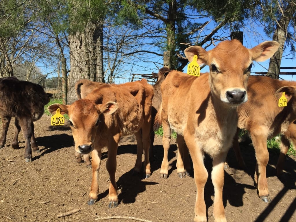 agriculture tour cattle at Cindale farms