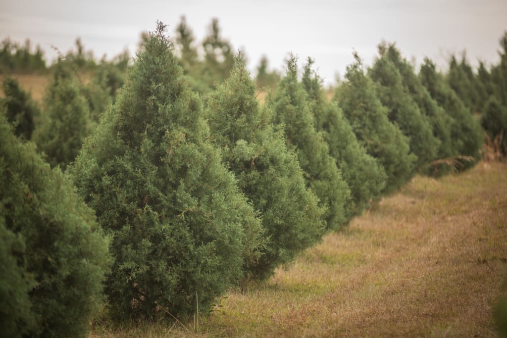 Cut your own tree or pick from pre-cut trees for a fun holiday tradition.