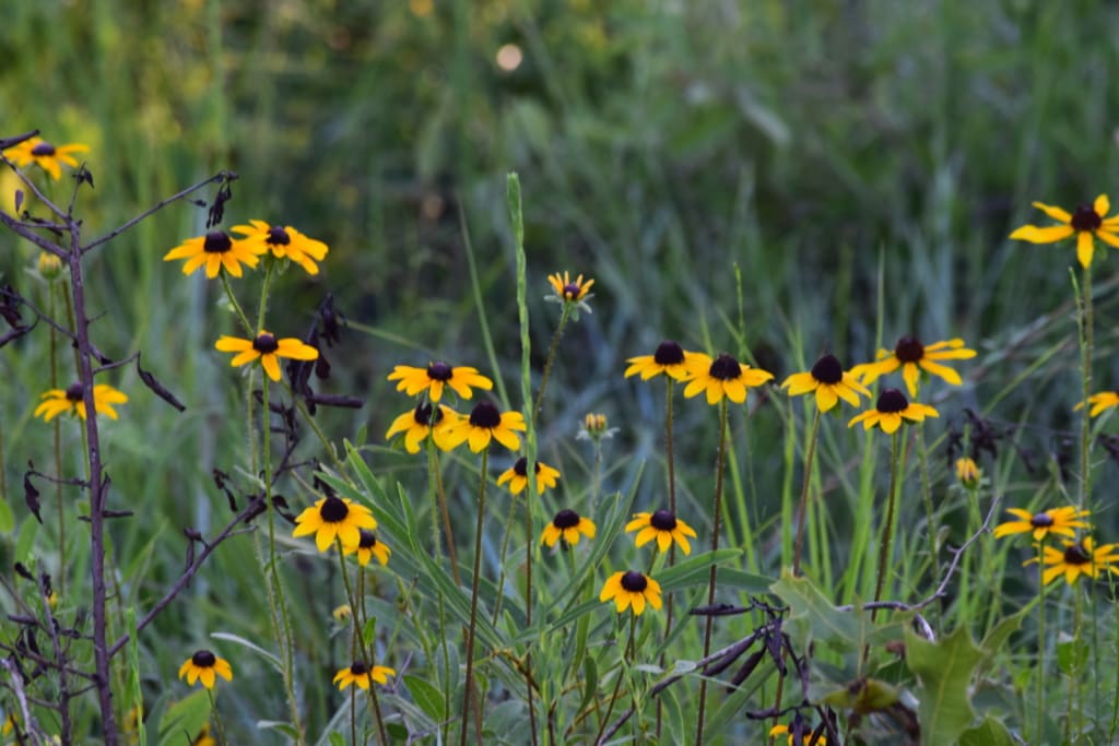Wildflowers