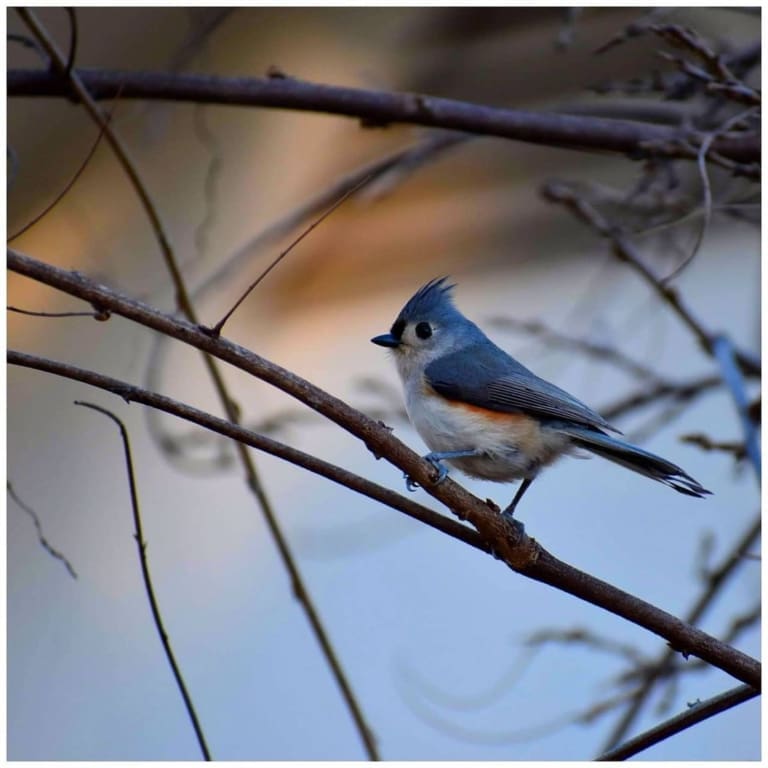 small blue bird