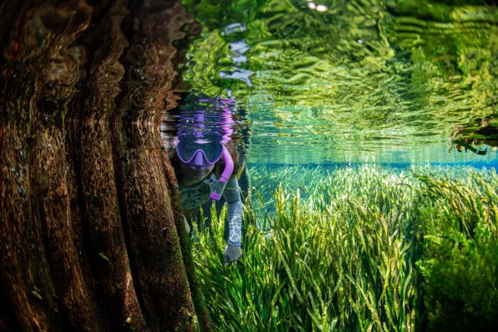 Snorkeling in the Millpond