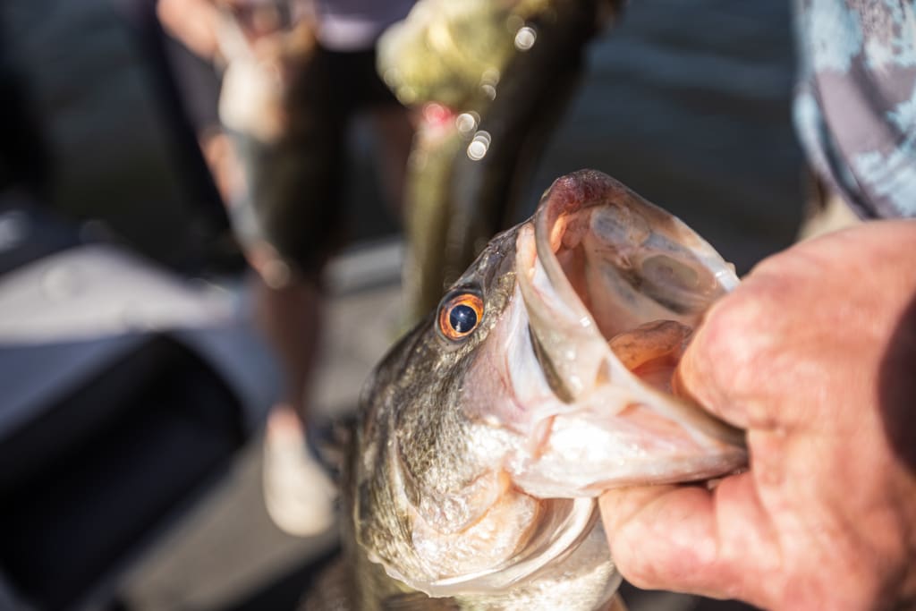 Bass caught from Lake Seminole in Sneads, Florida