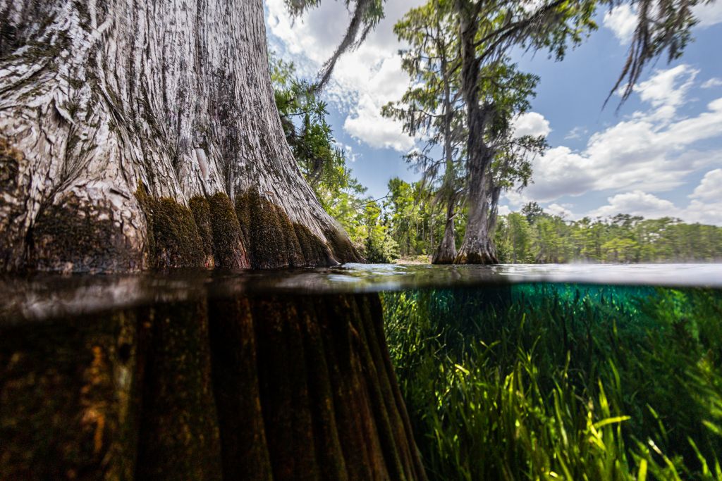 The bottom of a cypress tree expands into clear waters with June grass