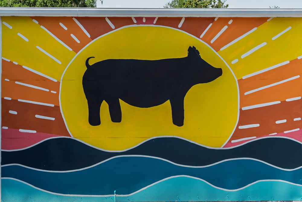 A show pig show pig silhouetted against bright sunshine and waves.
